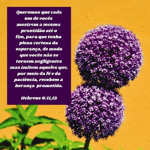 Hebreus 6:11